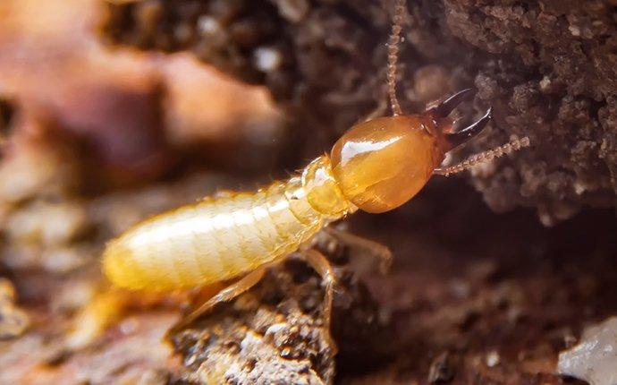 termites inspection